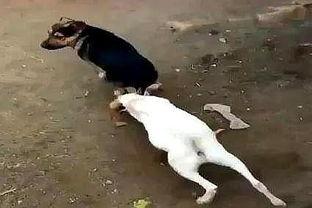 山羊打架视频播放,一场热血沸腾的角斗盛宴