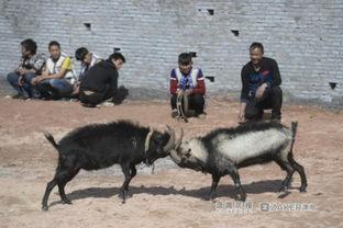 山羊打架视频播放,一场热血沸腾的角斗盛宴
