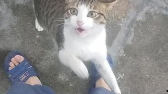 猫咪视频网页版,萌宠瞬间,欢乐无限